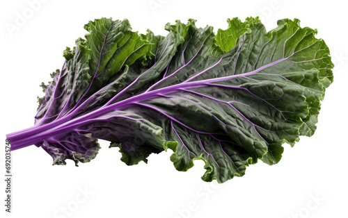 Stunning Sweet Purple Kale Leaf on White or PNG Transparent Background. photo