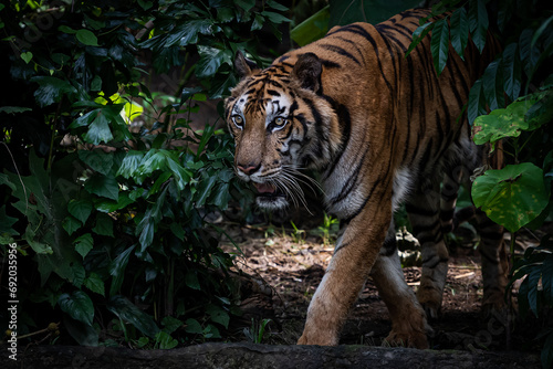 Photos of tiger in naturally.