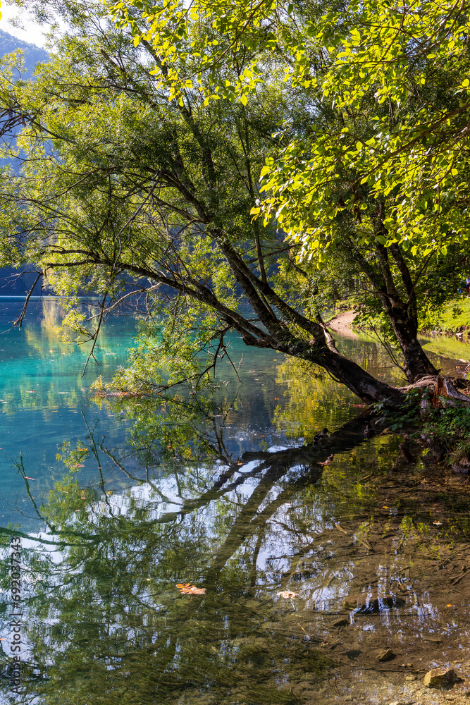 Tree near the shore at Lago di  Fusine in Italy