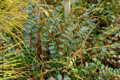 Button fern or Pellaea Rotundifolia plant in Saint Gallen in Switzerland photo