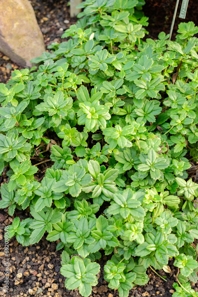 Lysionotus Pauciflorus plant in Saint Gallen in Switzerland Lysionotus Pauciflorus plant in Saint Gallen in Switzerland