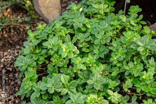 Lysionotus Pauciflorus plant in Saint Gallen in Switzerland