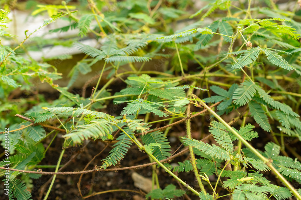 Sleepy plant or Mimosa Pudica plant in Saint Gallen in Switzerland Sleepy plant or Mimosa Pudica plant in Saint Gallen in Switzerland