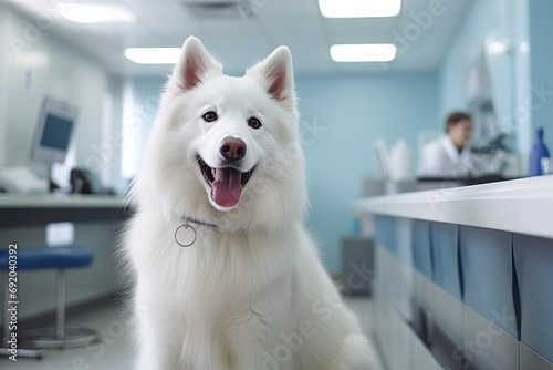 Fluffy white adorable dog sits in the corridor of a veterinary clinic and waits photo