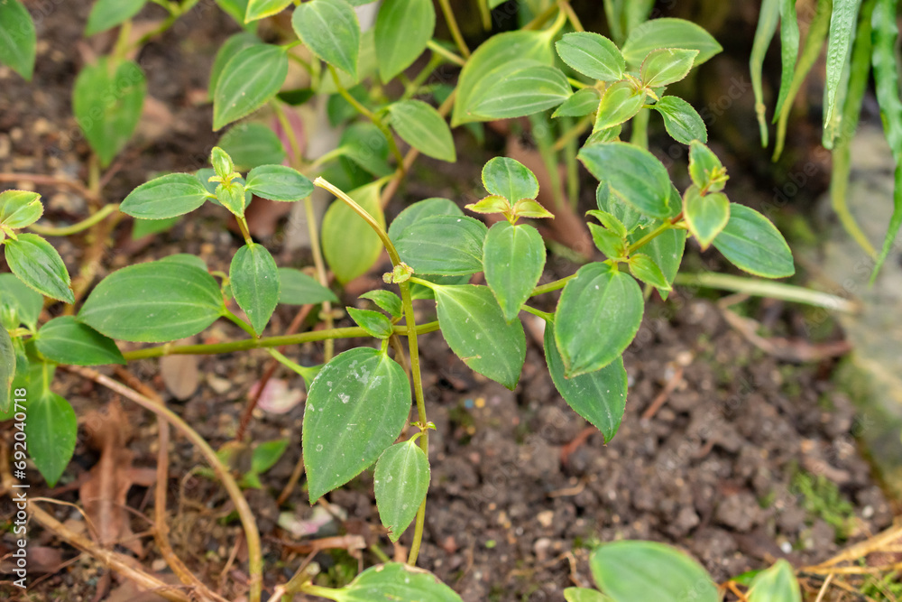 Arthrostemma Parviflorum plant in Saint Gallen in Switzerland Arthrostemma Parviflorum plant in Saint Gallen in Switzerland