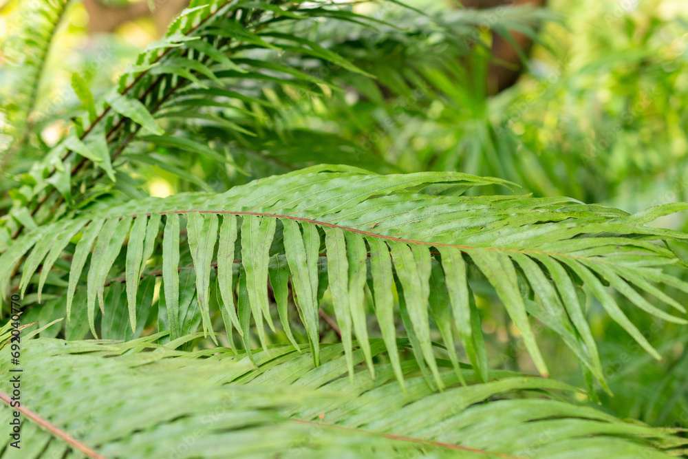 Miniature tree fern or Blechnum Gibbum plant in Saint Gallen in Switzerland Miniature tree fern or Blechnum Gibbum plant in Saint Gallen in Switzerland