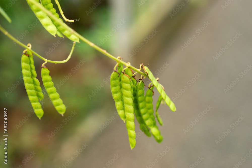 Telegraph plant or Desmodium Motorium plant in Saint Gallen in Switzerland Telegraph plant or Desmodium Motorium plant in Saint Gallen in Switzerland