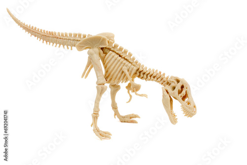 tyrannosaurus rex skeleton