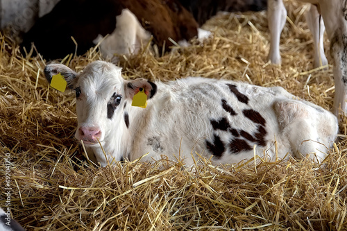 Calf resting on the farm
