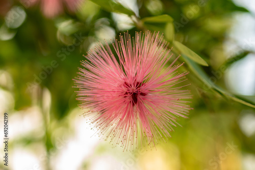 Calliandra Emarginata plant in Saint Gallen in Switzerland photo