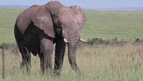 Afrikanischer Elefantenbulle in Steppe photo