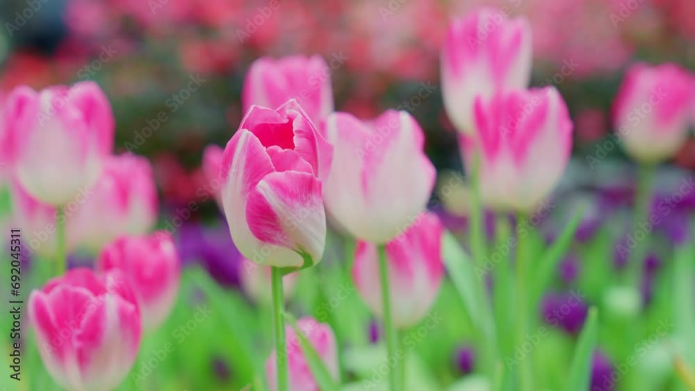 Slow motion close-up shot view of bouquet blooming white and pink tulips in the garden. Spring, cool weather, winter, Natural landscape with spring flowers. beautiful field flowers. Slow motion close-up shot view of bouquet blooming white and pink tulips in the garden. Spring, cool weather, winter, Natural landscape with spring flowers. beautiful field flowers.