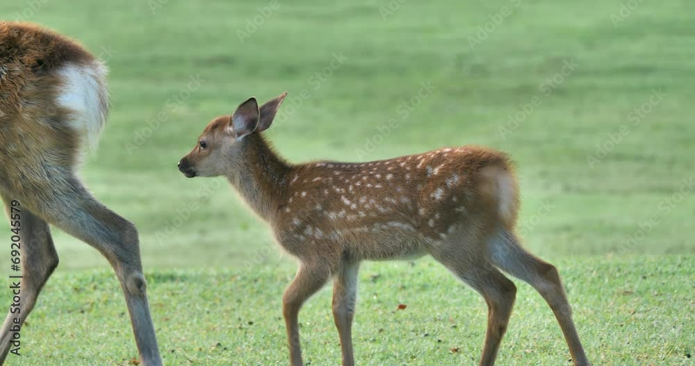 Cute Japanese spotted deer( fawn) walking on the field. Cute Japanese spotted deer( fawn) walking on the field.