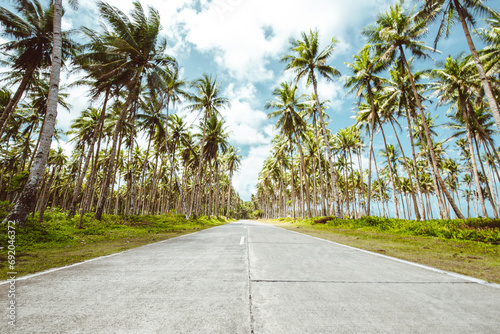 Palm tree jungle in the philippines. concept about wanderlust tropical travels.