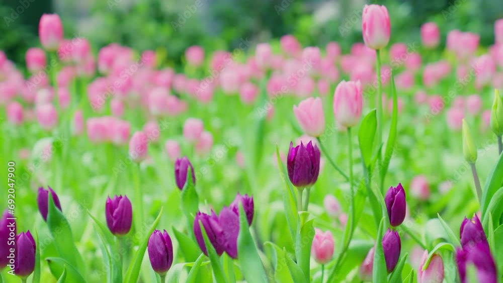 Close-up of slow motion bouquet purple tulips blooming in the garden. Spring, cold weather, winter. Beautiful pink tulips flowers background. Close-up of slow motion bouquet purple tulips blooming in the garden. Spring, cold weather, winter. Beautiful pink tulips flowers background.