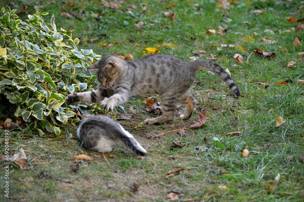 Obraz premium Mom cat plays with kittens on meadow