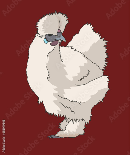 Silkie Chicken Chinese Silk Chickens Standing Half Side View