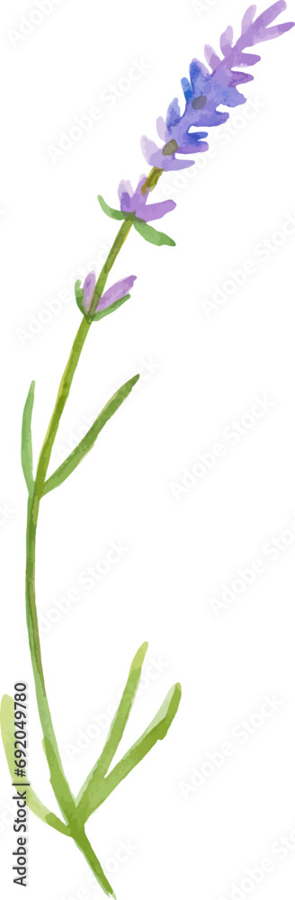 Fototapeta premium Vector Watercolor painted flower Hand drawn flower design element isolated on white background