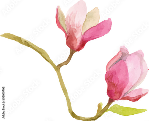 Vector watercolor painted magnolia flower Hand drawn design element isolated on white background
