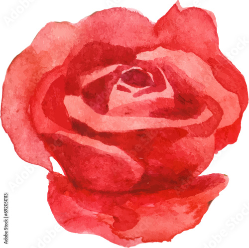 Vector watercolor painted rose flower. Hand drawn design element isolated on white background.