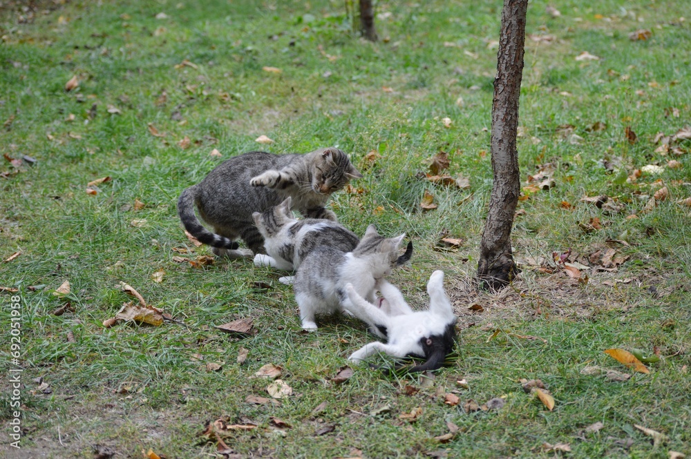Mom cat plays with kittens on meadow Mom cat plays with kittens on meadow