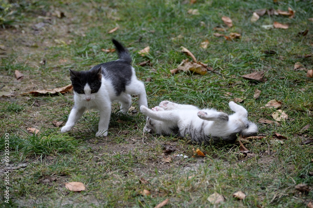 little kittens are playing in the grass