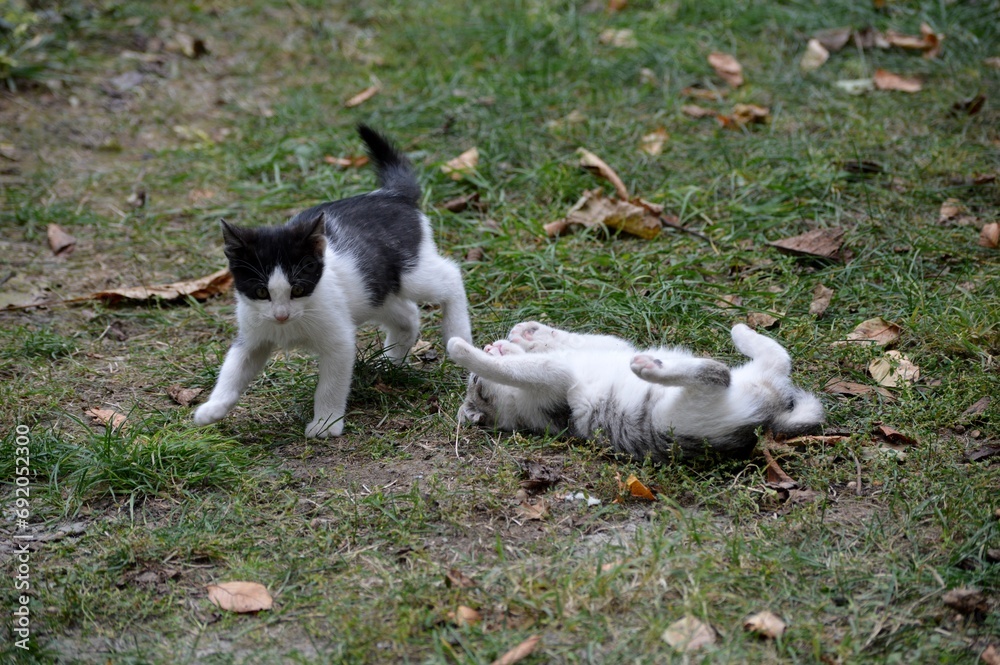 little kittens are playing in the grass little kittens are playing in the grass