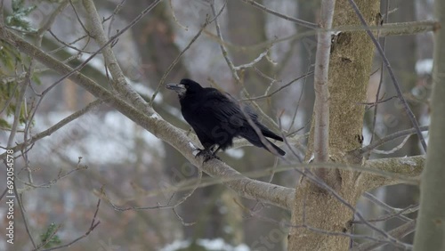 Bird in winter. Raven. Bird sitting on a treeon. Black raven sitting on tree. Corvus corax. photo