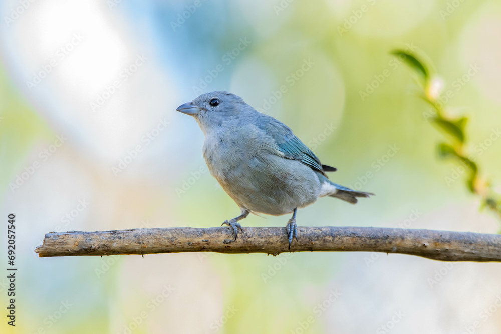 Grey bird. A Sayaca Tanager also know as sanhaço perched on the branch under rain. Species Thraupis sayaca. Birdwatching. Birding. Grey bird. A Sayaca Tanager also know as sanhaço perched on the branch under rain. Species Thraupis sayaca. Birdwatching. Birding.