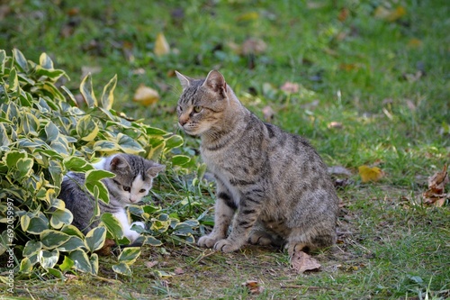Mom cat plays with kittens on meadow © oljasimovic