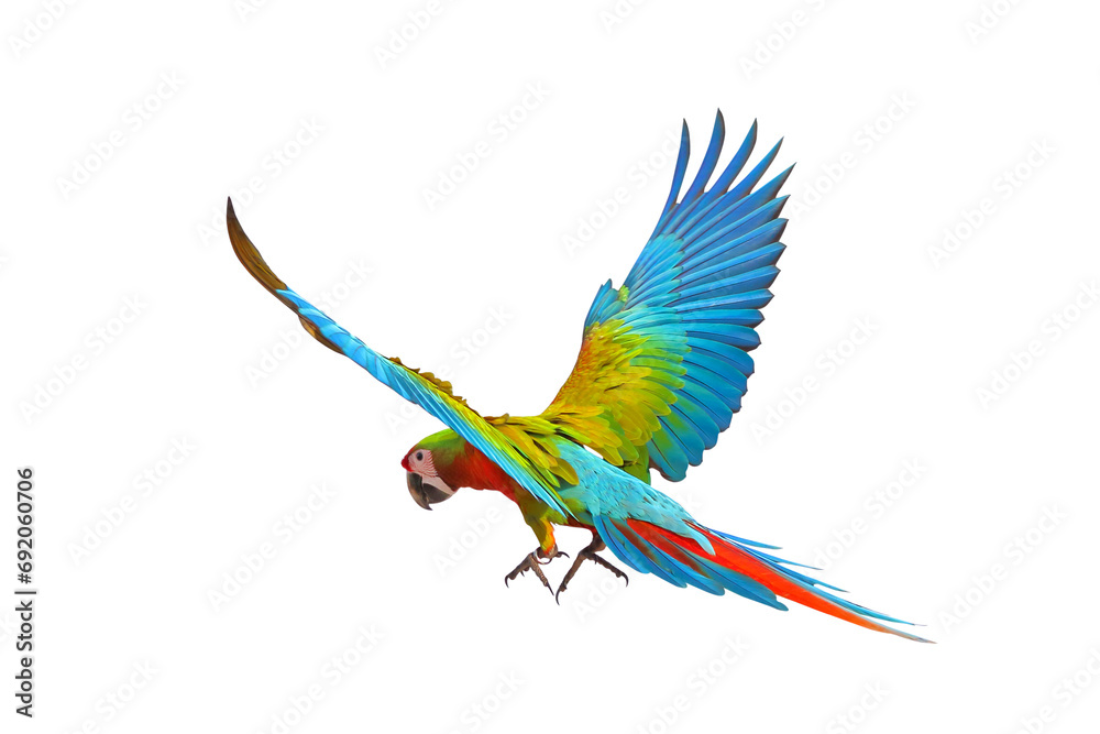 Colorful flying Shamlet macaw isolated on transparent background png file