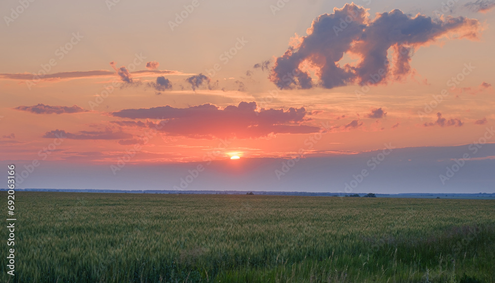 field with growing cereals against the background of the evening sky with clouds and the setting sun