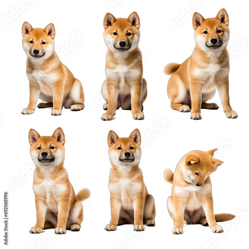 Shiba Inu Dog Puppy Portraits From Various Angles Capturing the Breed's Cuteness and Spirited Nature.. Isolated on a Transparent Background. Cutout PNG.