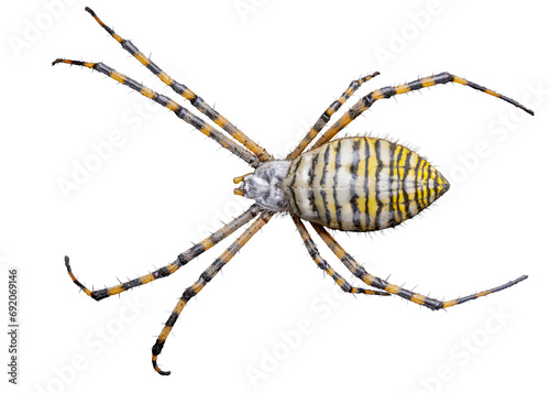 Banded Garden Spider (Argiope trifasciata), Isolated, Transparent Background