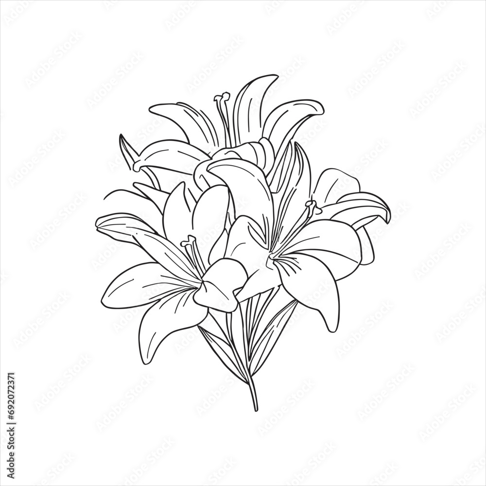 Lily flower line art with drawings isolated on a white background.vector lily flower and leaves line art. Lily flower line art with drawings isolated on a white background.vector lily flower and leaves line art.