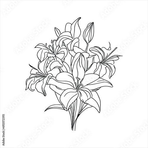 Fototapeta Naklejka Na Ścianę i Meble -  Lily flower line art with drawings isolated on a white background.vector lily flower and leaves line art.