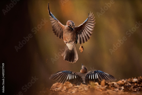 Autumn Eurasian jay birds displaying a mesmerizing aerial dance photo