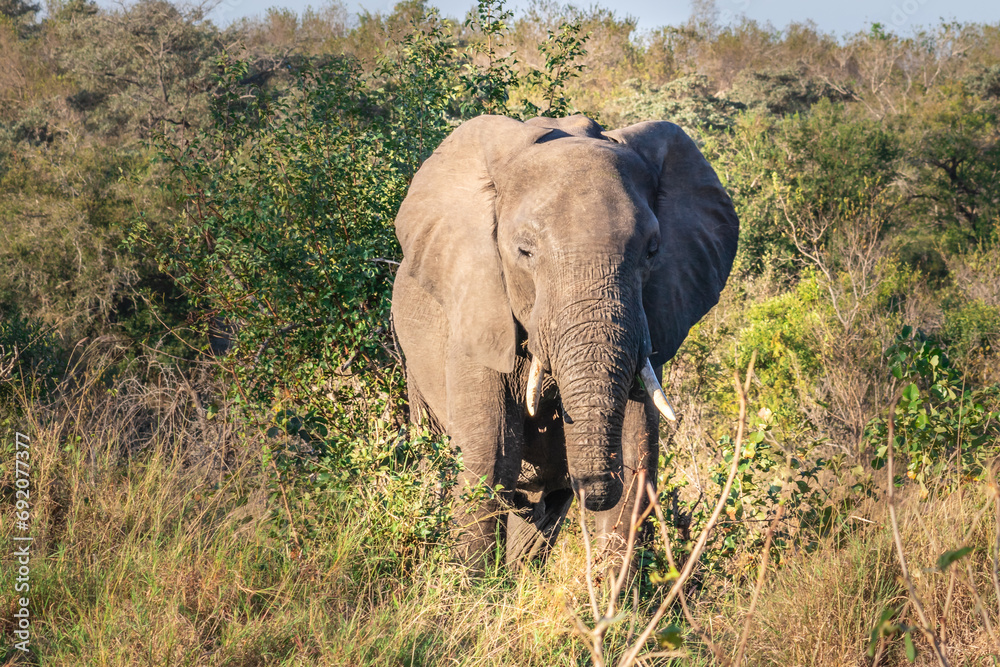 Fototapeta premium African bush elephant (Loxodonta africana) foraging in Mopani tree vegetation, Kruger National Park, South Africa