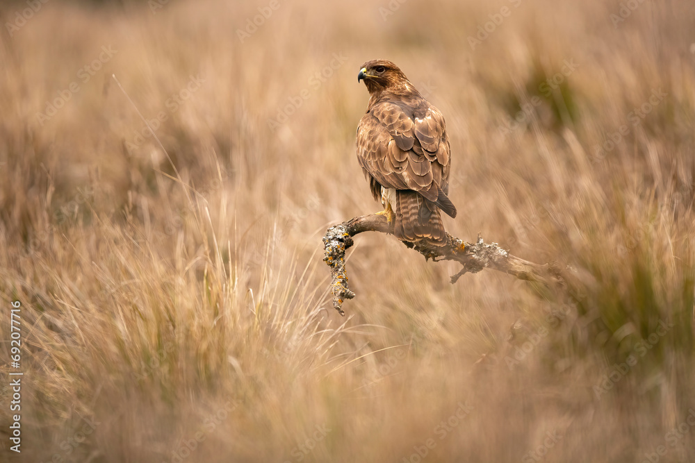 Majestic forest eagle in its Mediterranean habitat Majestic forest eagle in its Mediterranean habitat