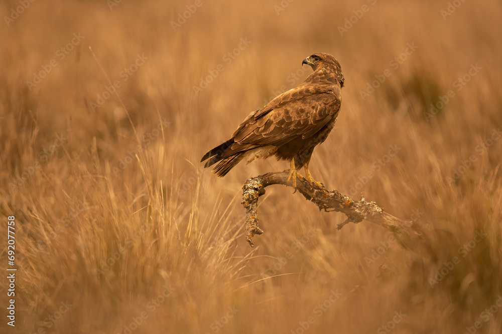 Majestic forest eagle perched in Mediterranean wilderness Majestic forest eagle perched in Mediterranean wilderness
