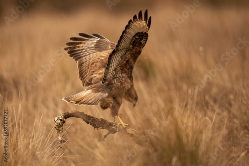 Majestic forest eagle landing in a Mediterranean habitat photo
