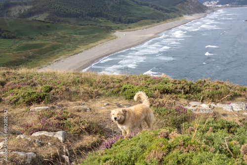 dog on the cliff of Playón de Bayas, Castrillón, Asturias photo