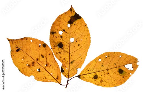 Macro backlit image of three yellow choke cherry leaves that show autumn colors and considerable decay including small holes and brown patches.  The background is clean.  
 photo