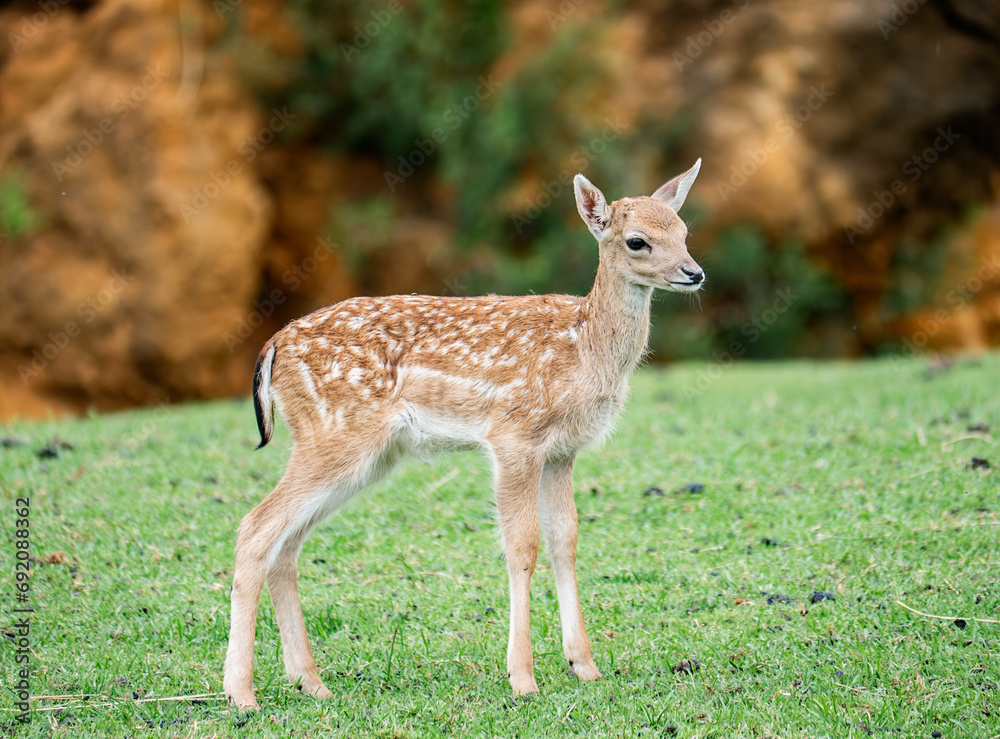 Young spotted fawn standing in a green field Young spotted fawn standing in a green field