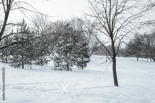 Wallpaper Mural Landscape with pine trees in winter park Torontodigital.ca