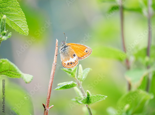 Serene butterfly resting on twig in garden photo