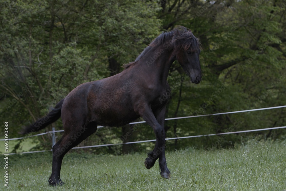 Junger Friese im Galopp