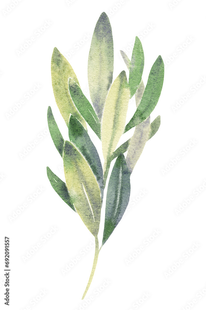 Obraz premium Watercolor illustration Оlive Greenery branch foliage twig, green, leaves Wedding design, invitations, cards, stickers, poster, logo and graphics websites, transparent background PNG
