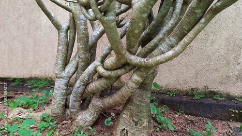 Several trunks of the plant Desert rose, or Desert azalea, extensively intertwined in a unique and rare manner, forming an interesting twist to nature's beauty. Concept of confusion, complexity, photo