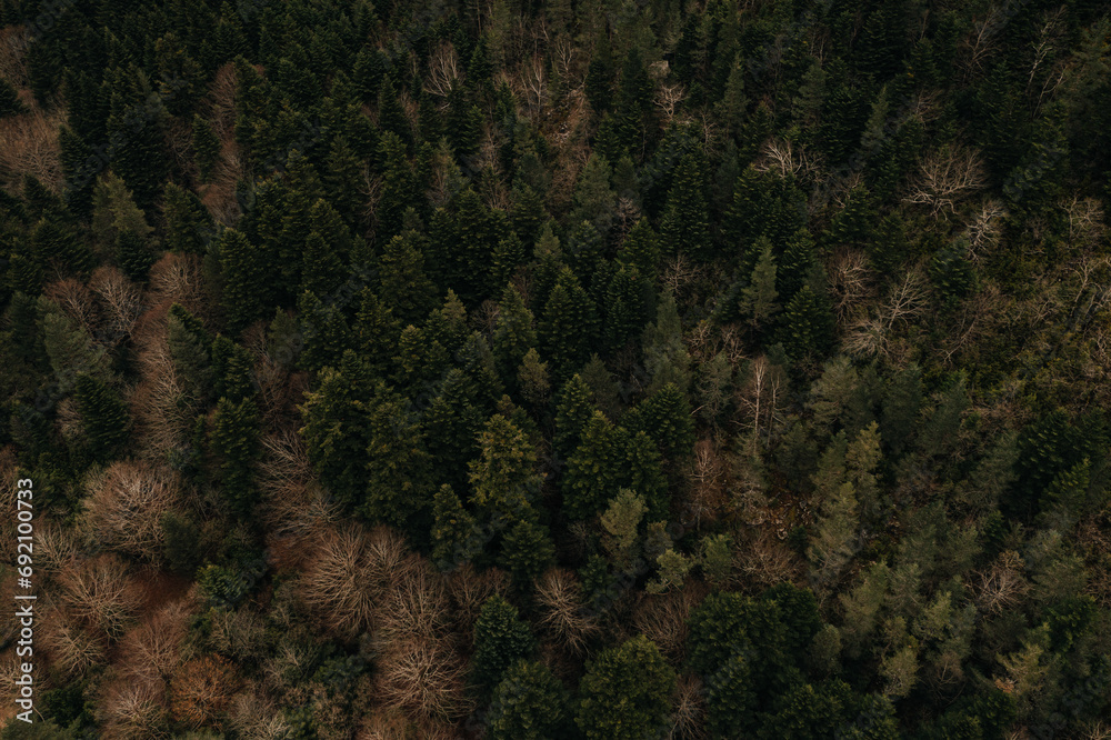 Aerial View of Dense Forest in Ordesa National Park Aerial View of Dense Forest in Ordesa National Park